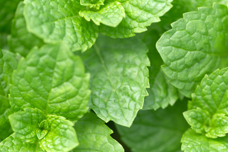 Mint Leaves