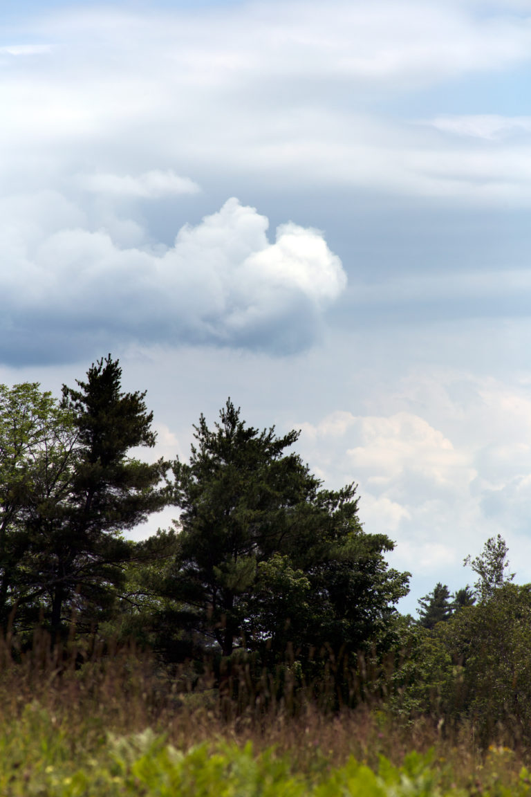 Forest’s Edge in Summer