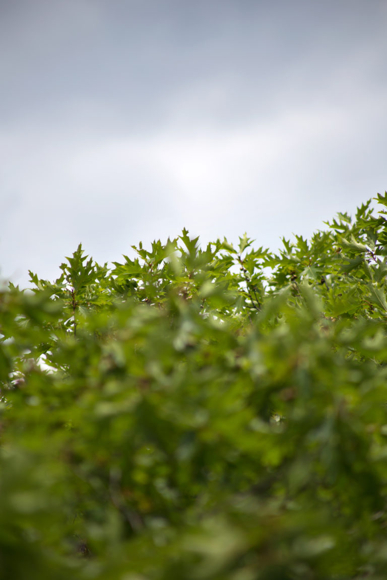 Grey Sky Past Oak Leaves