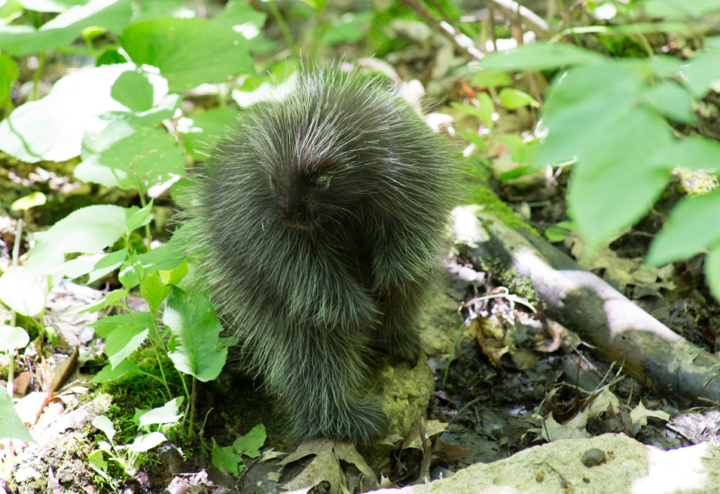 Posing Porcupine