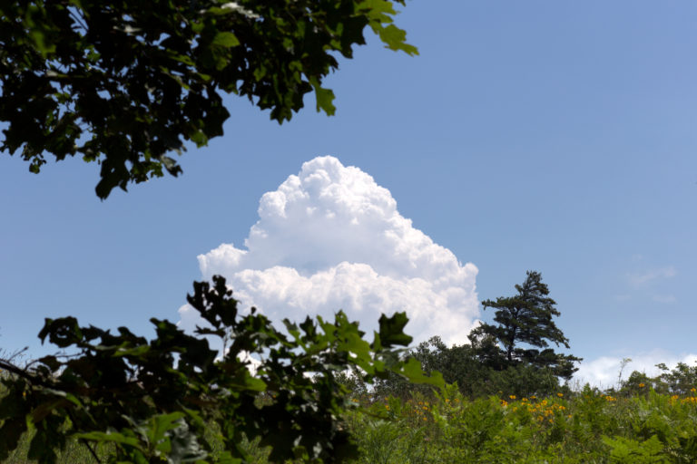 Puffy Cloud Rising Behind Trees