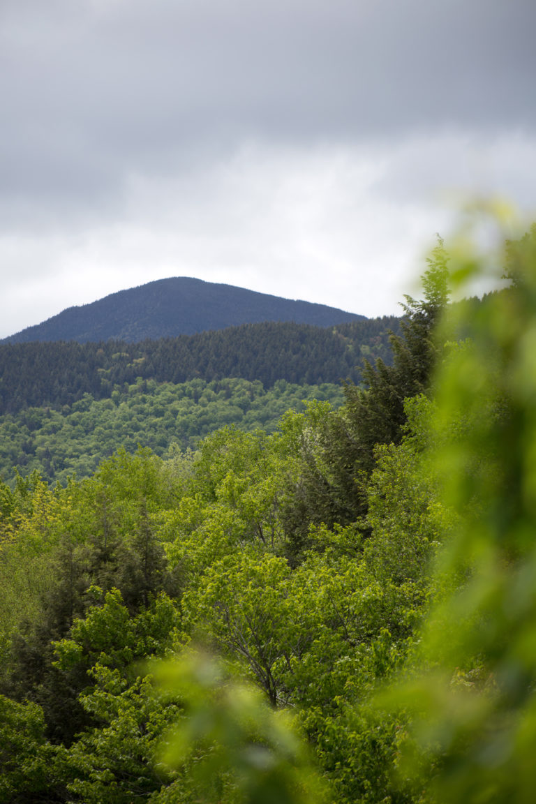 Mountain Rising Out of a Green Forest