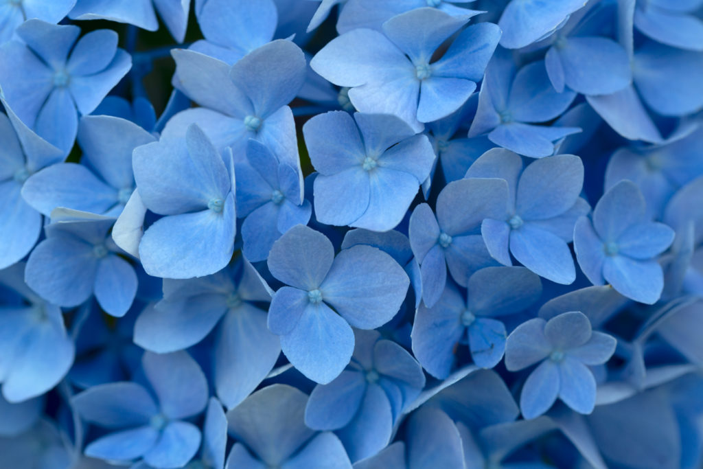 Hydrangea Macro