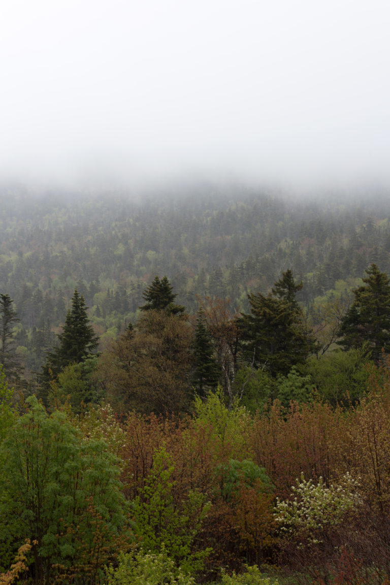 Wet Day in the Woods