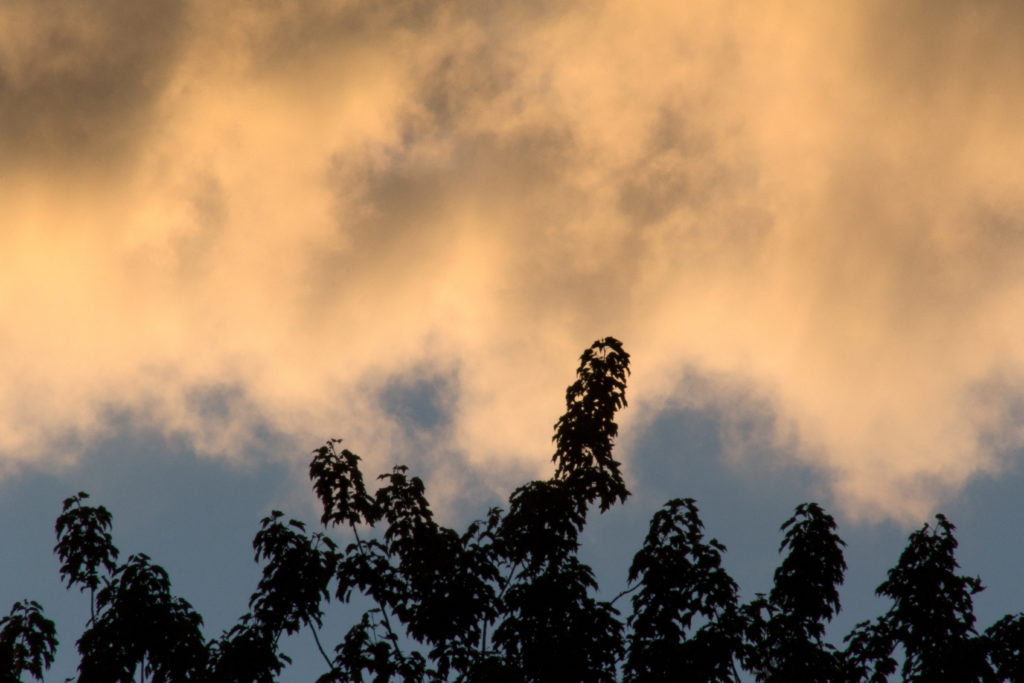 Silhouetted Branches Against Warm Sky