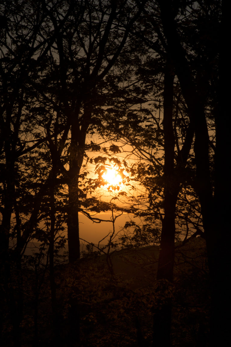 Spooky Sunset Through the Trees