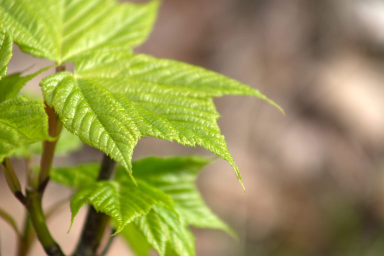 New Leaves