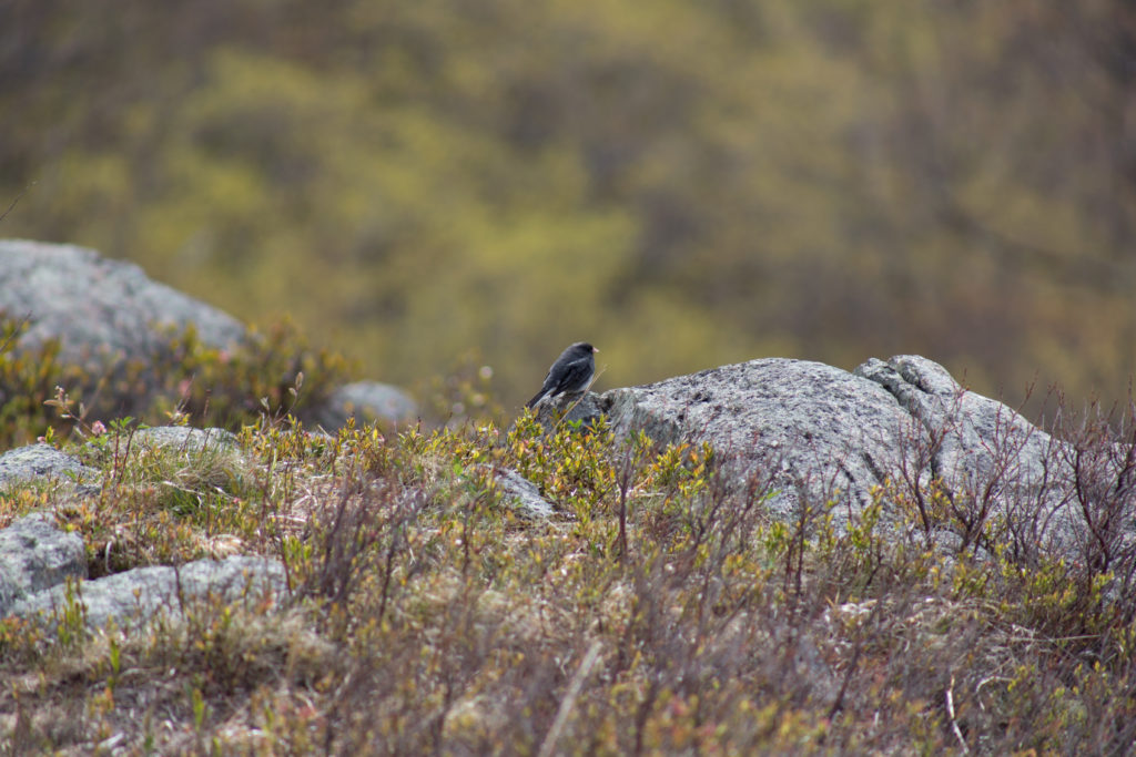 Bird on Rock