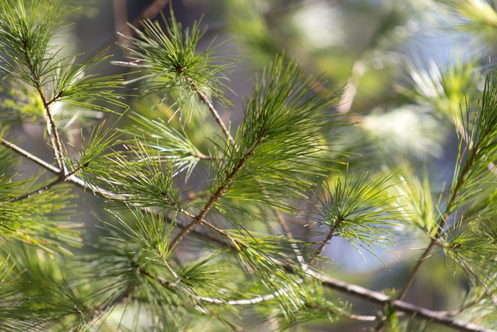 Summer Pine Needles