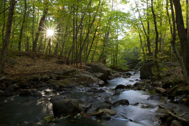 Peaceful Forest