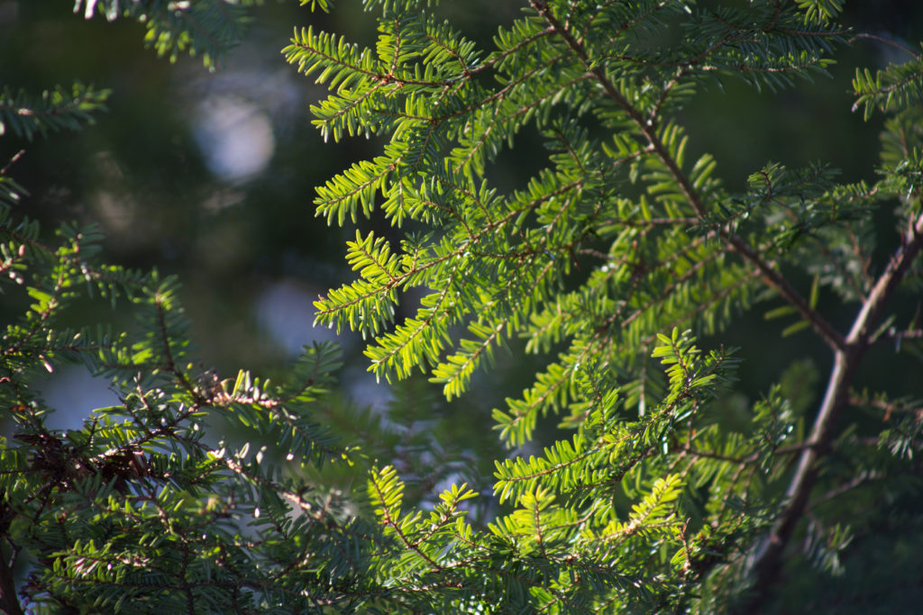 Tree Bough in the Sun