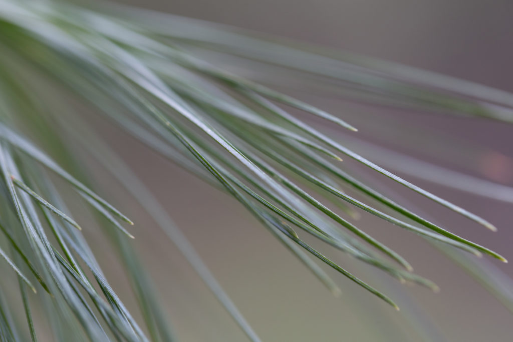 Bokeh Pine Needles