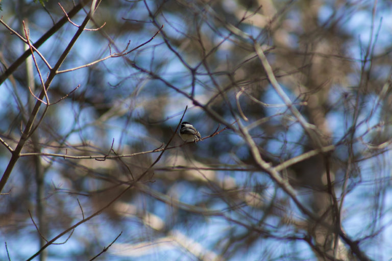 Chickadee in Bare Tree