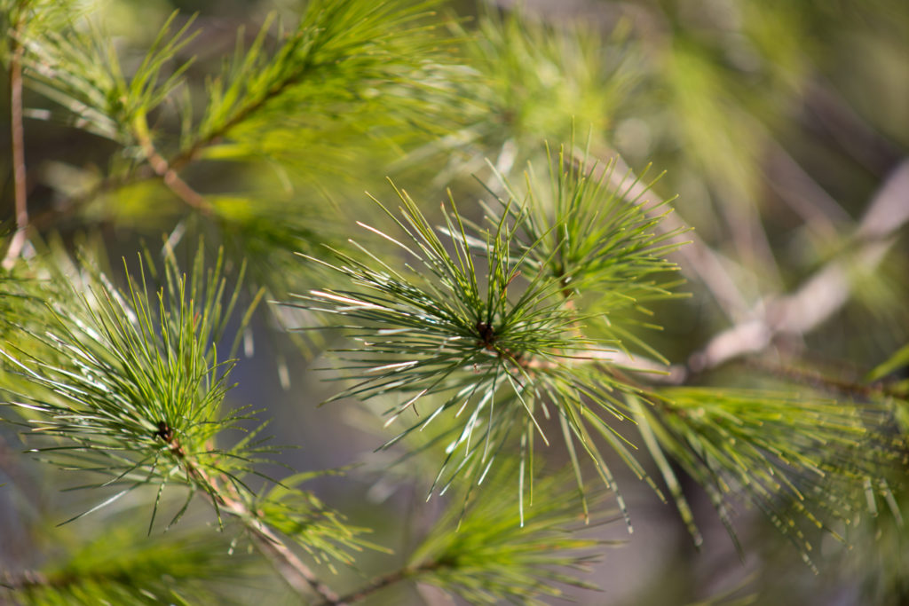 Pine Needles