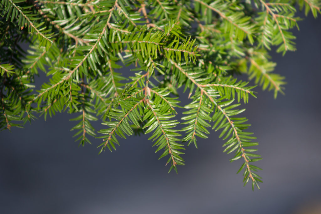 Hemlock Needles