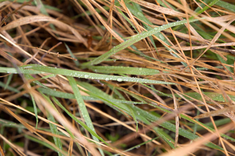 Browning Grass