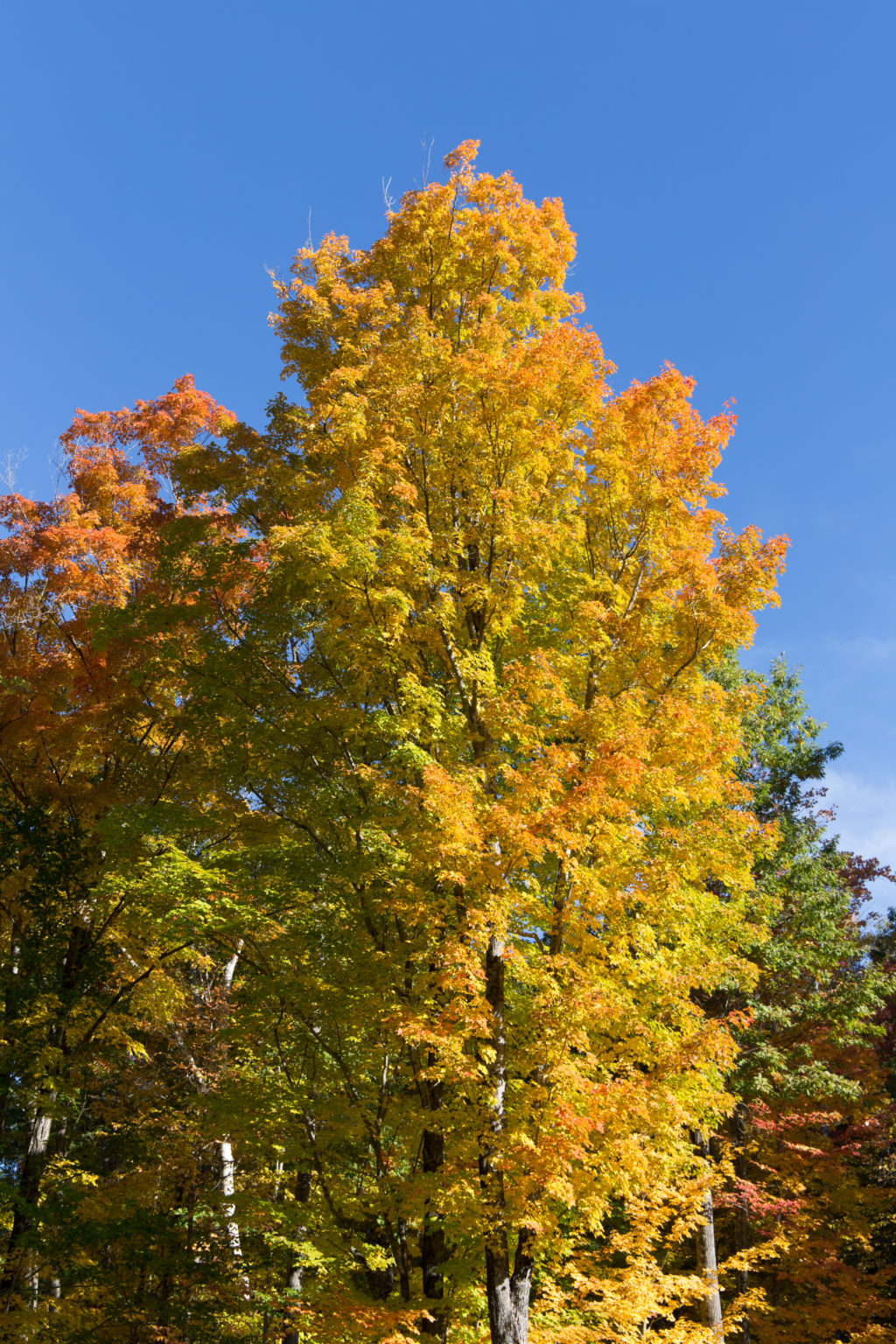 Colorful Autumn Tree