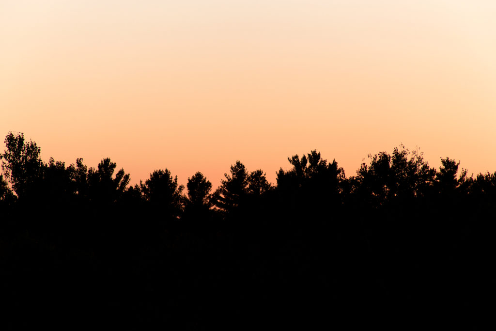 Pastel Sky Over Treetops