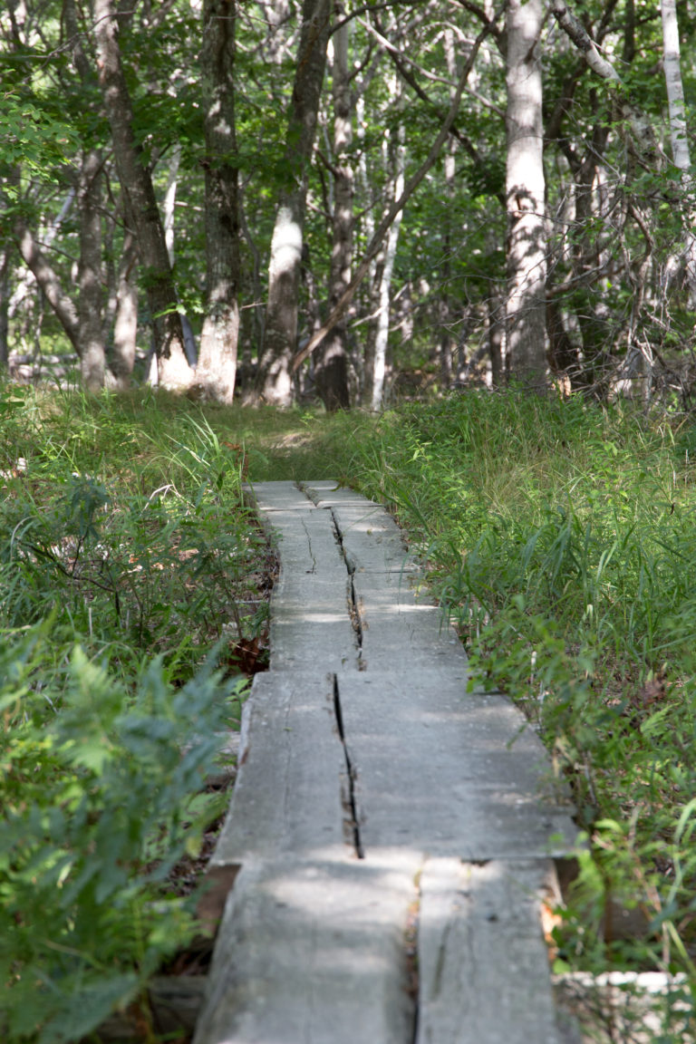 Boardwalk Path