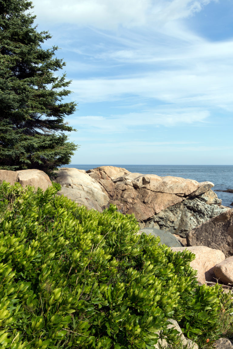 Green Vegetation on Rocky Coast