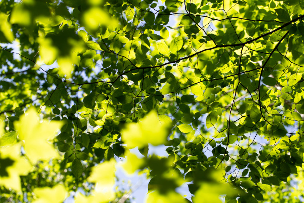 Green Foliage