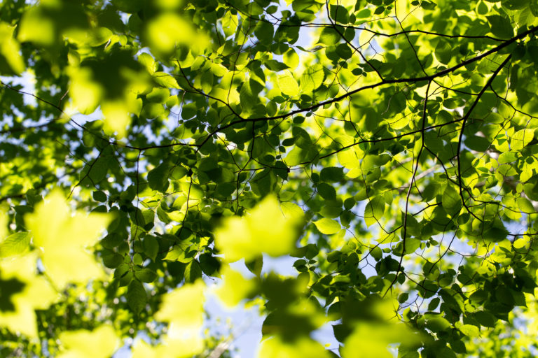 Green Foliage