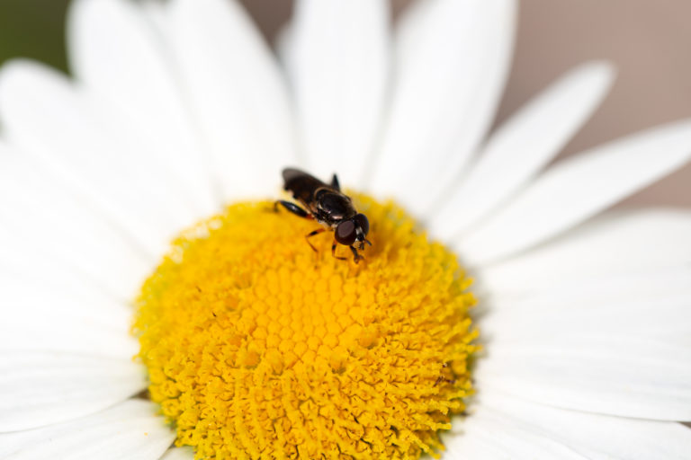 Bug on Daisy