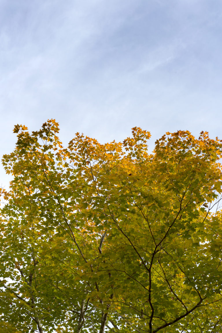 Changing Tree Against Wispy Clouds