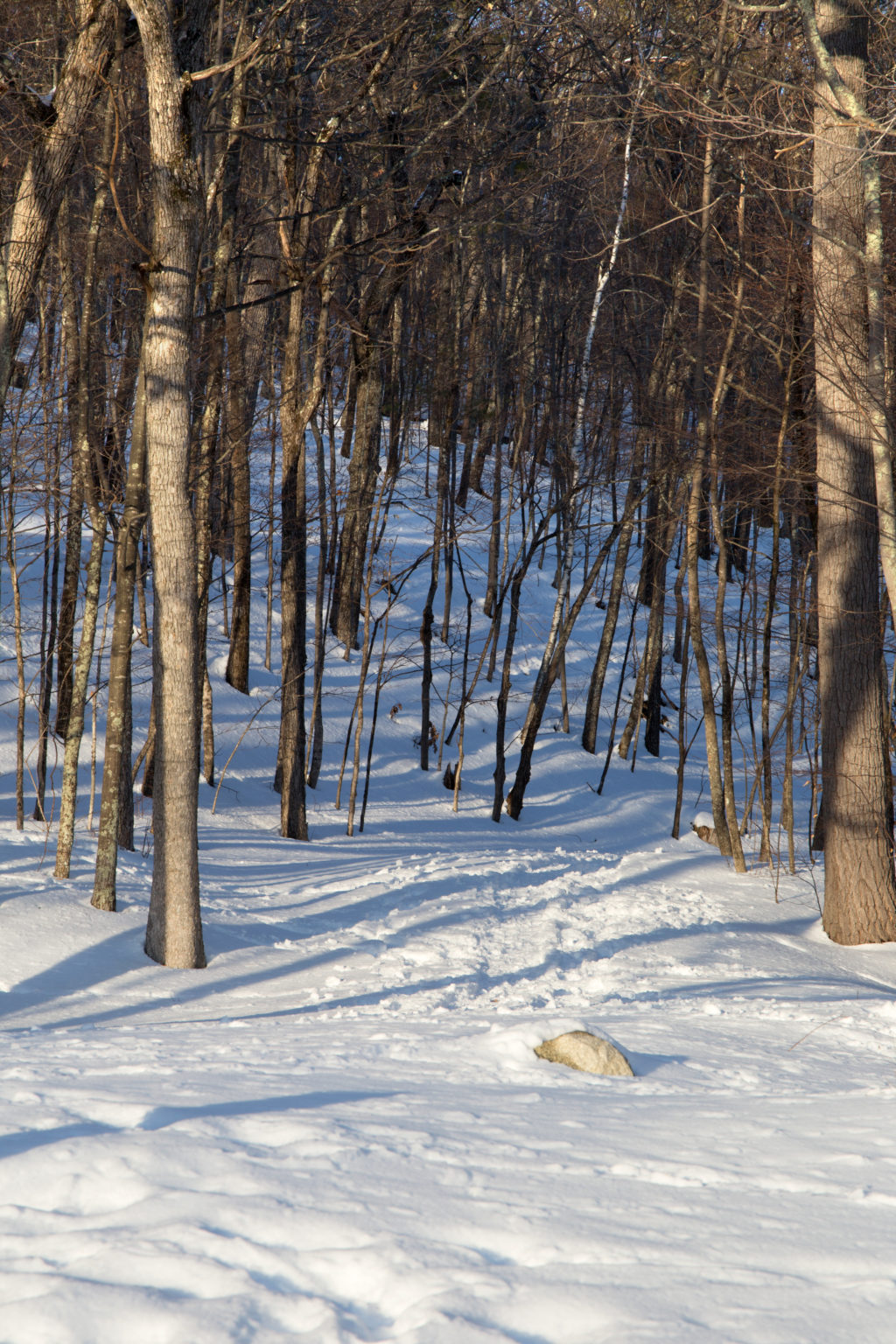 Snowy Young Forest