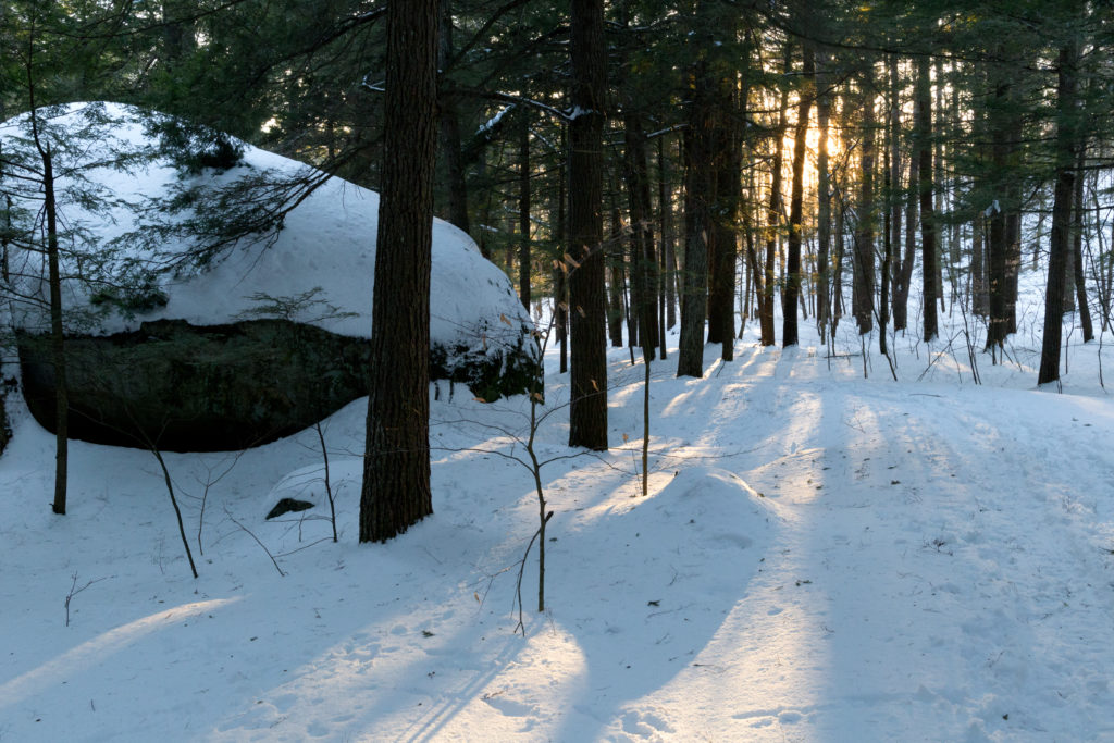 Long Cast Shadows in the Forest