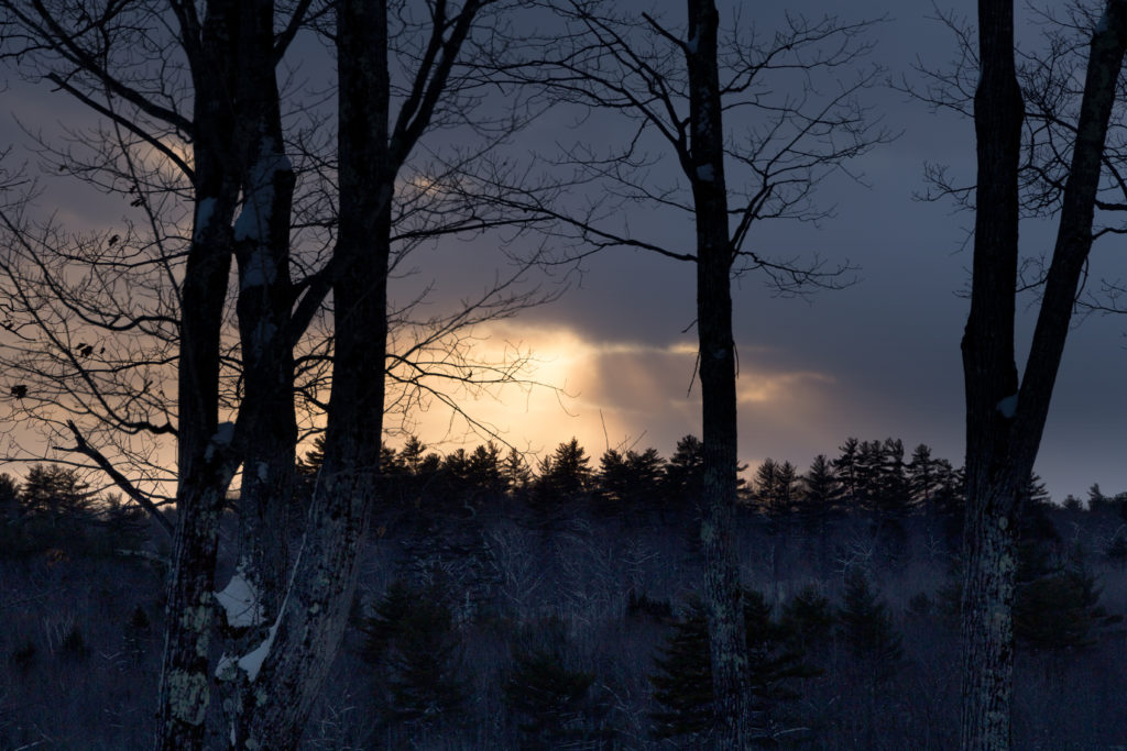 Sunset Through Bare Winter Trees