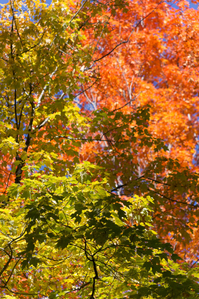 Green and Red Trees