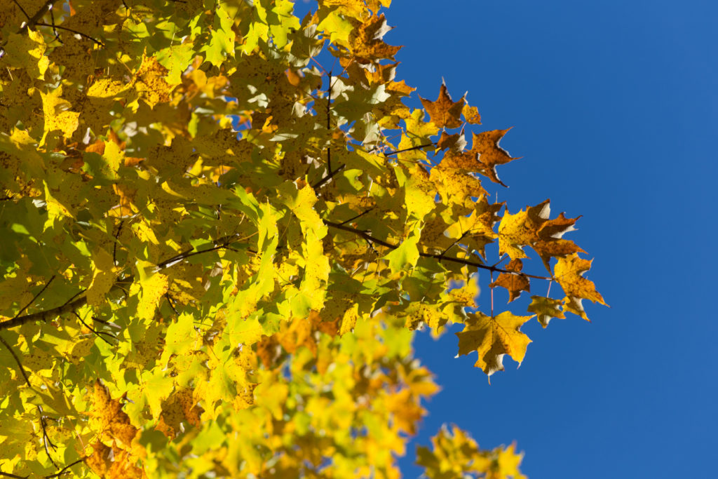 Golden Maple Tree