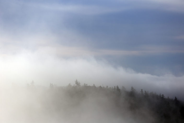 Forest Through the Fog