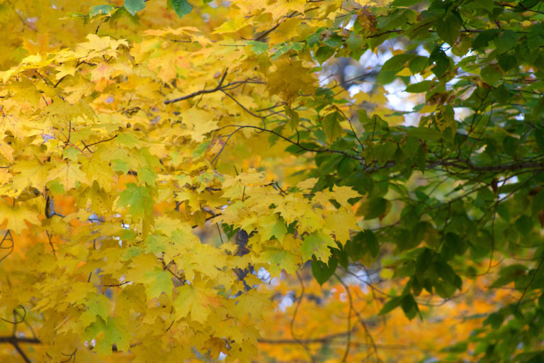 Fall Foliage