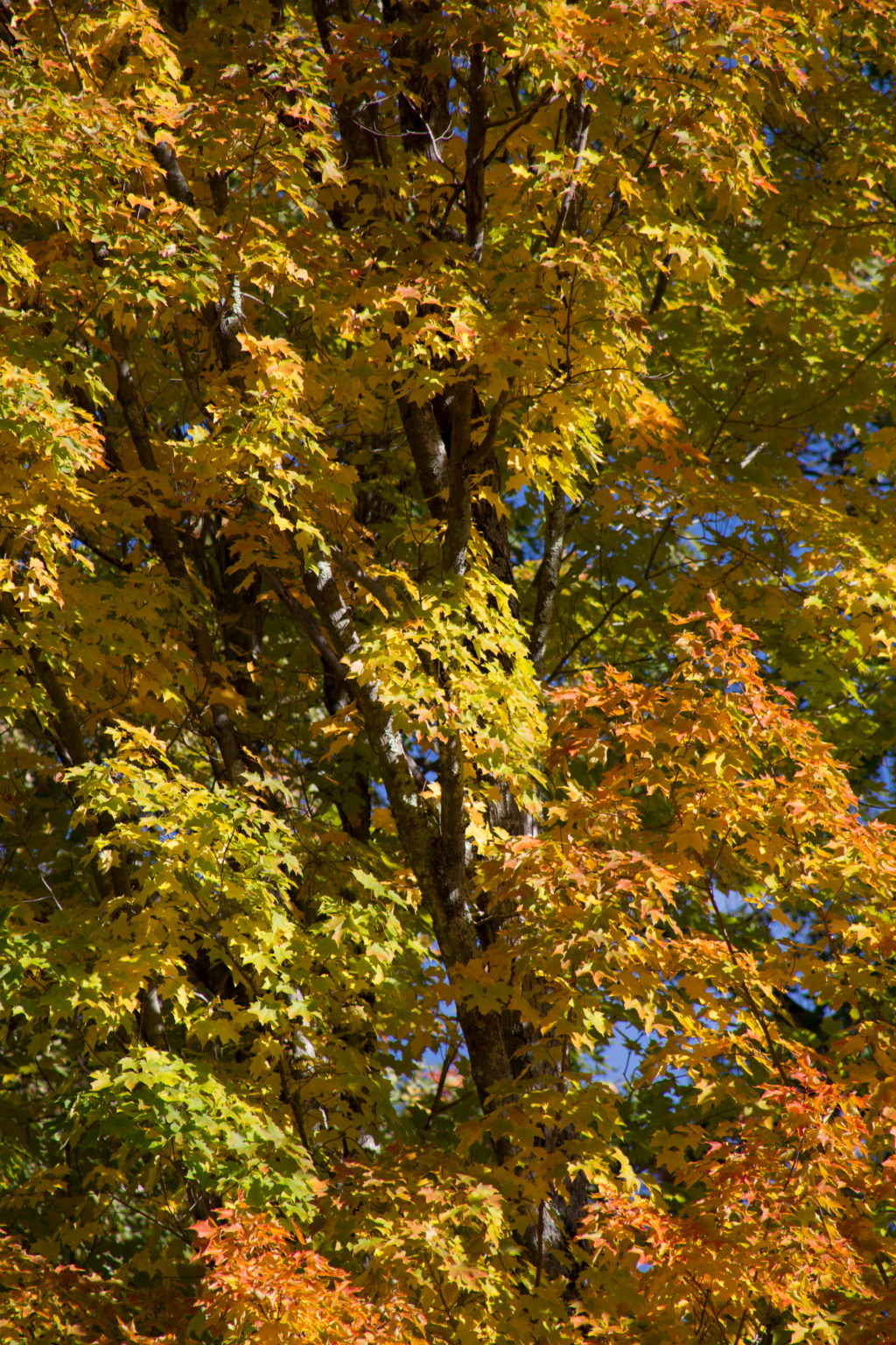 Tree Foliage