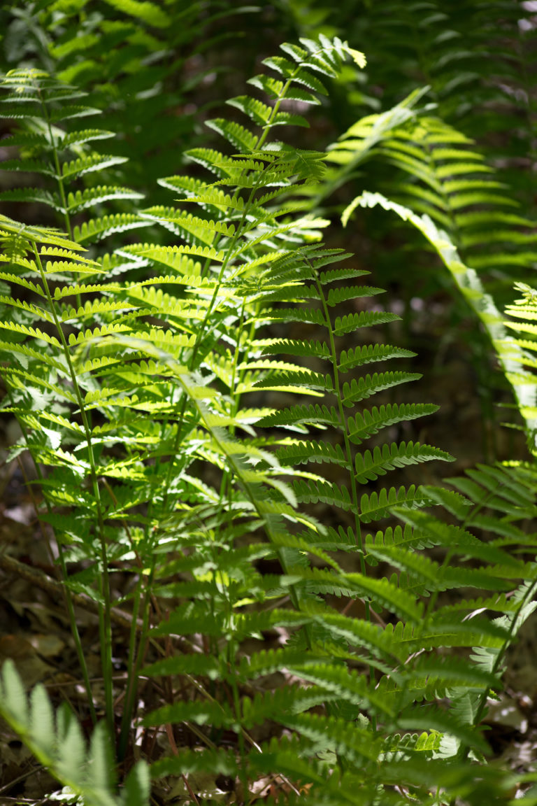 Lush Ferns