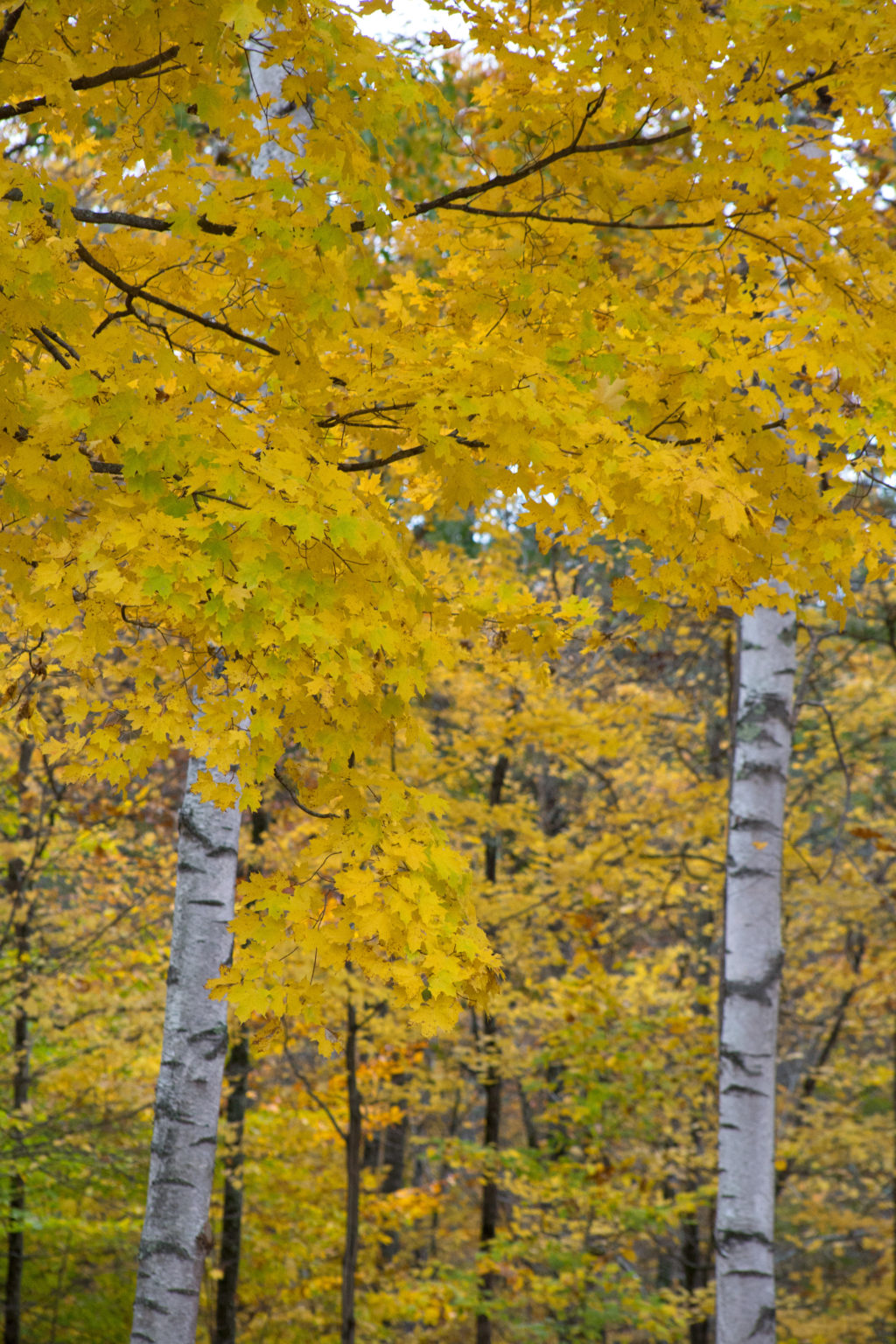 Golden Birch Trees