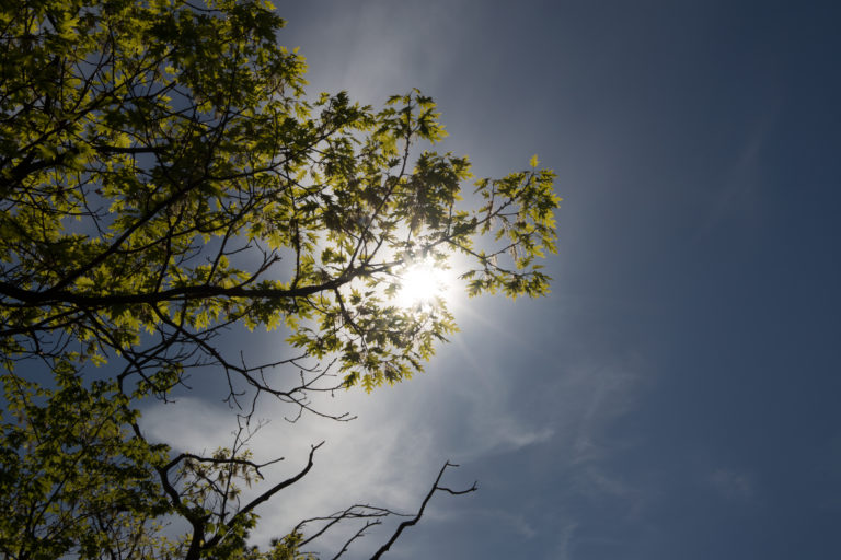 Sun Behind Tree Limb