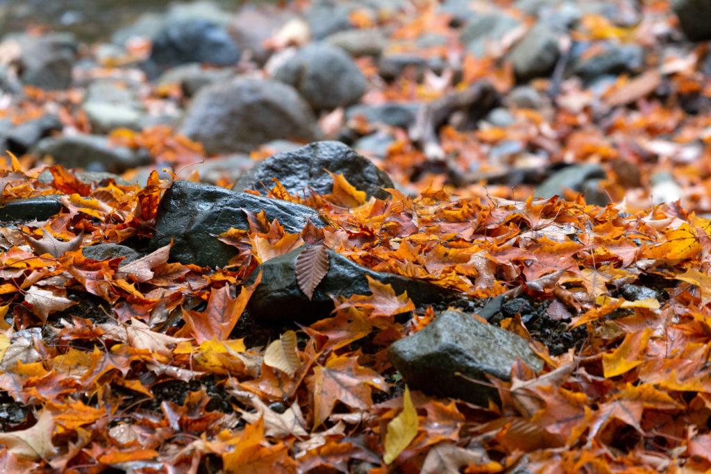 Fallen Leaves Amongst Rocks