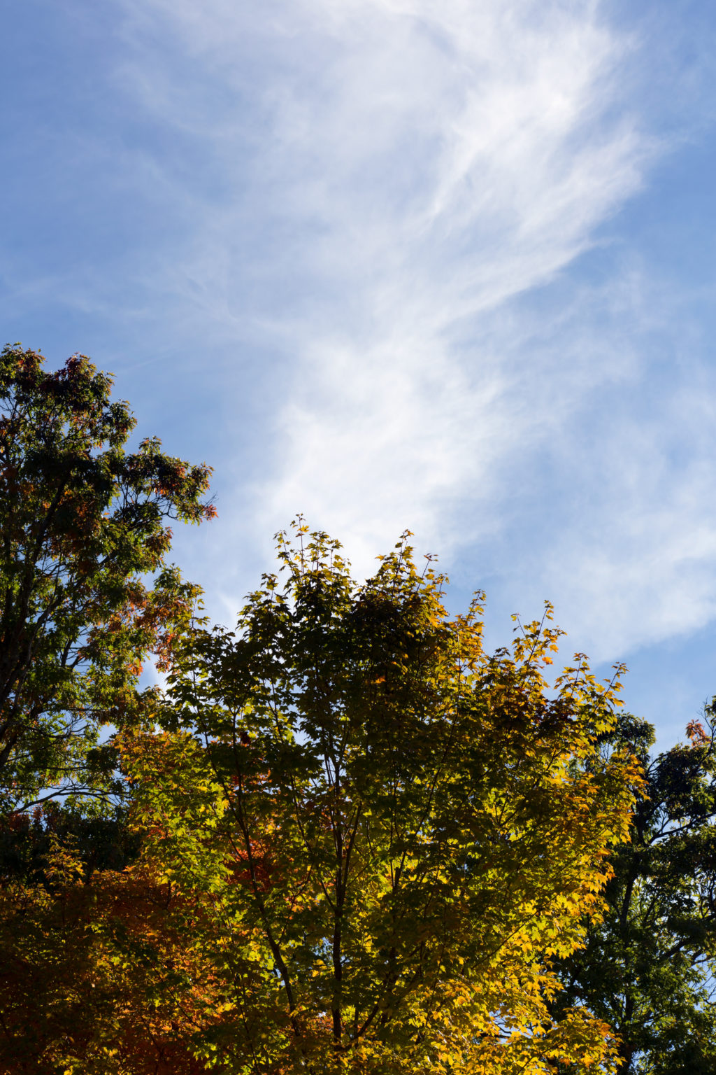 View of Treetops