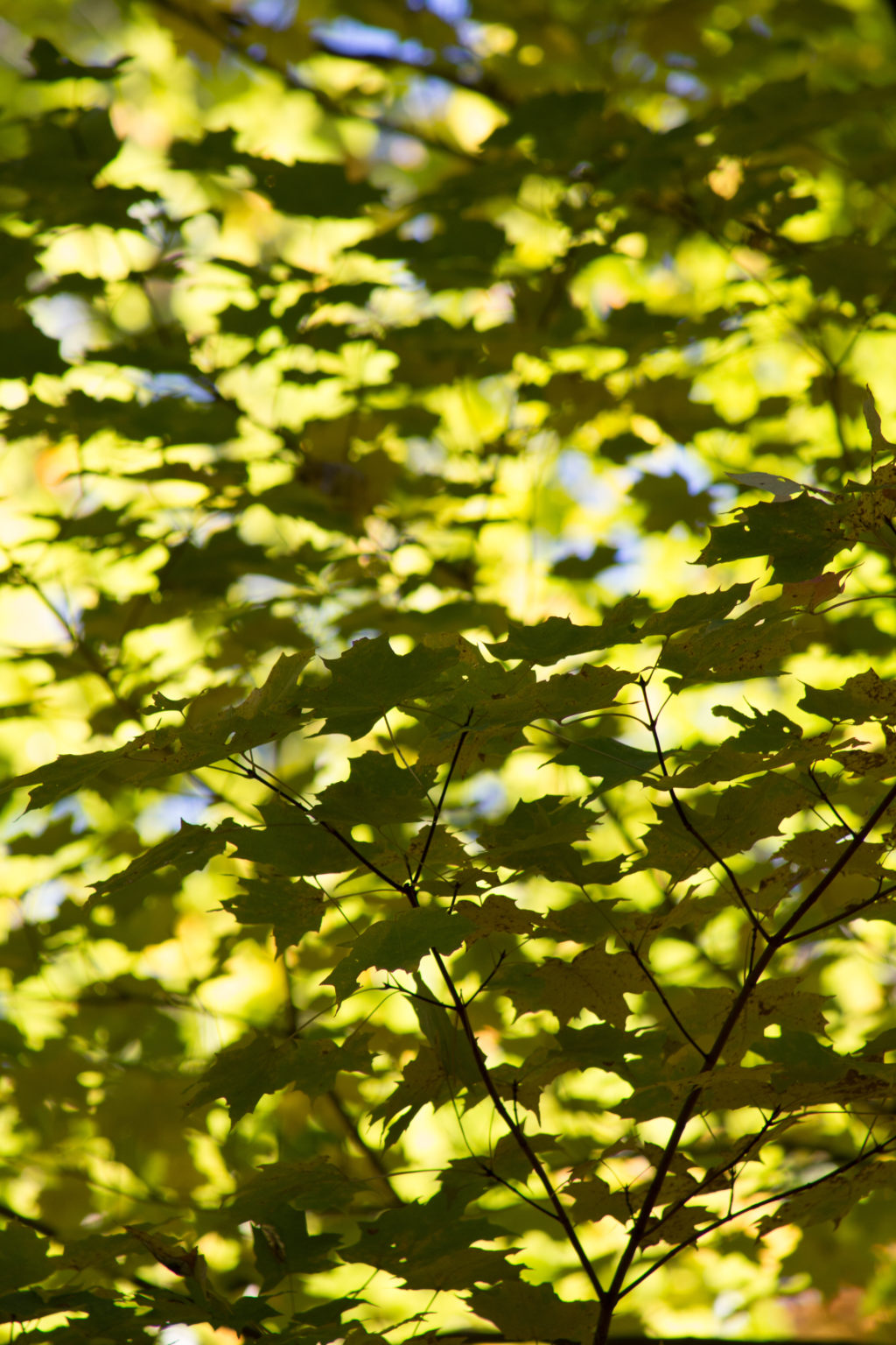 Contrasting Leaves