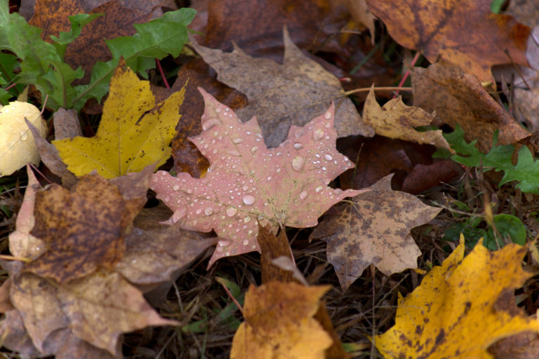 Raindrops on Fallen Leaves