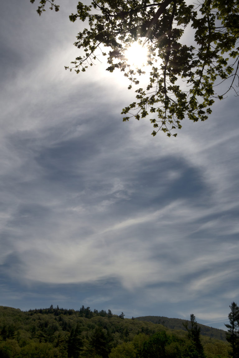 Sunlit Trees and Wispy Clouds