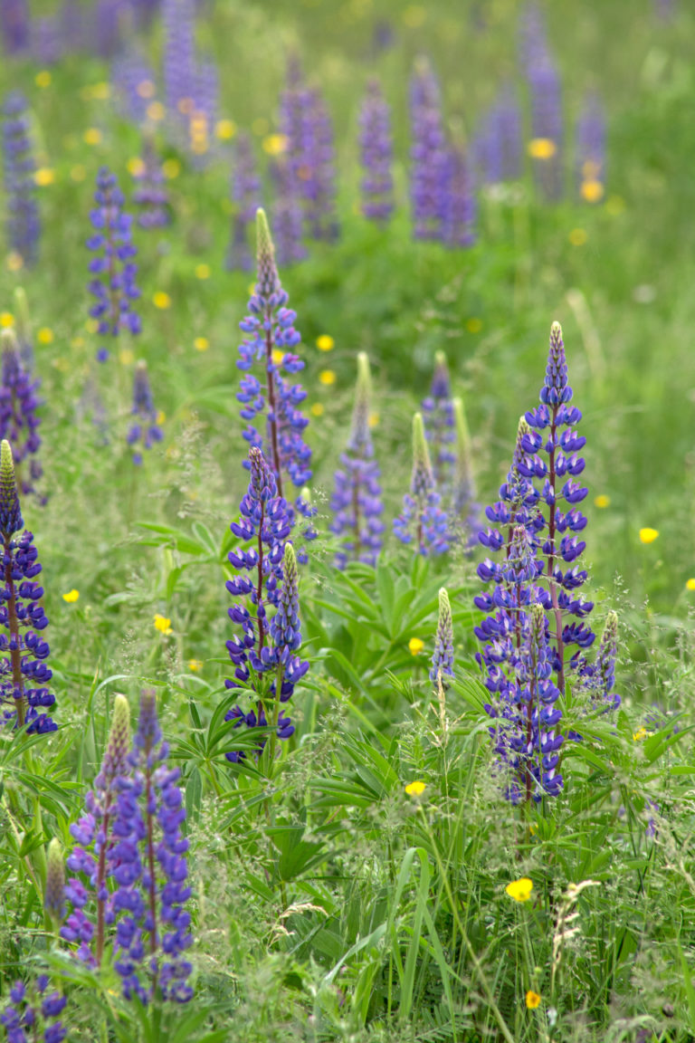 Springtime Lupine Flowers