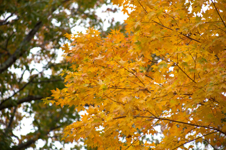 Autumn Tree