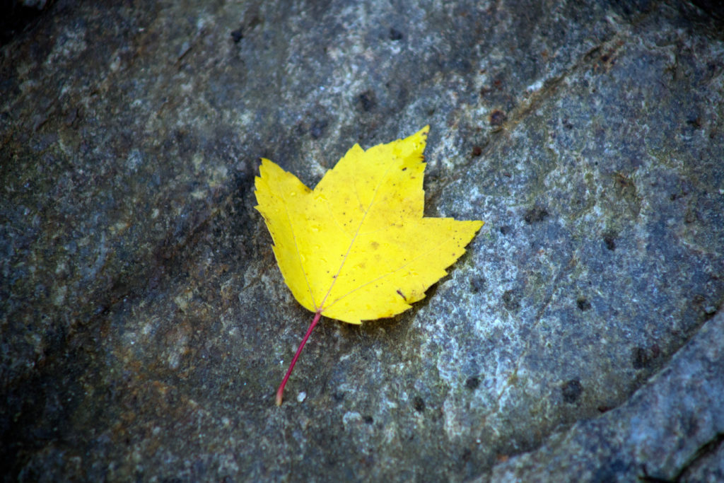 Yellow Maple Leaf