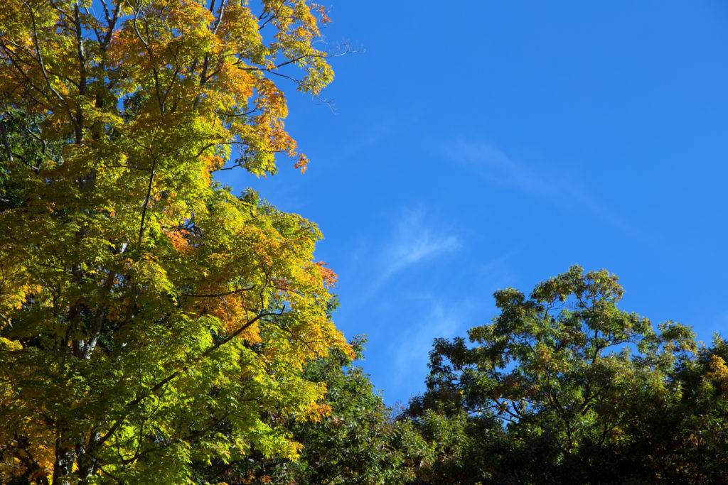 Looking Up at Bright Blue Sky