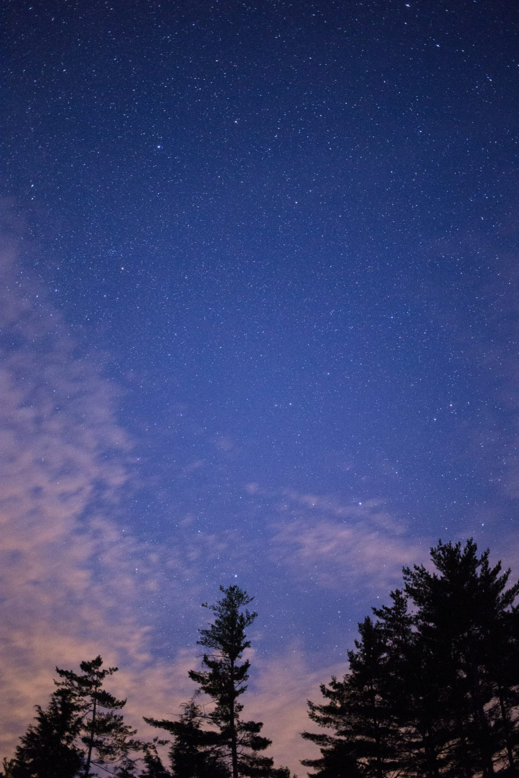 Treetops at Twilight