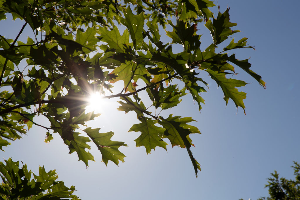 Sunshine Behind Oak Leaves